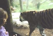  Tigers at the zoo