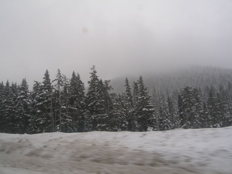 Winter wonderland
