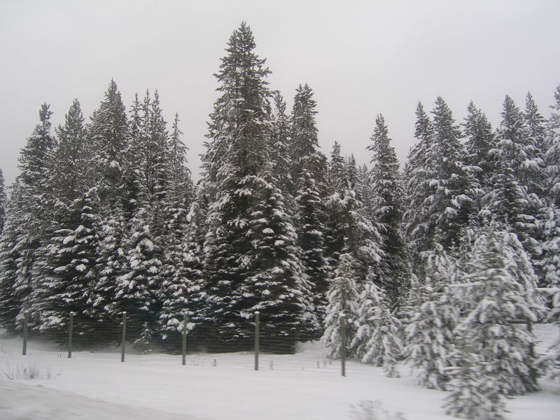 Winter wonderland
