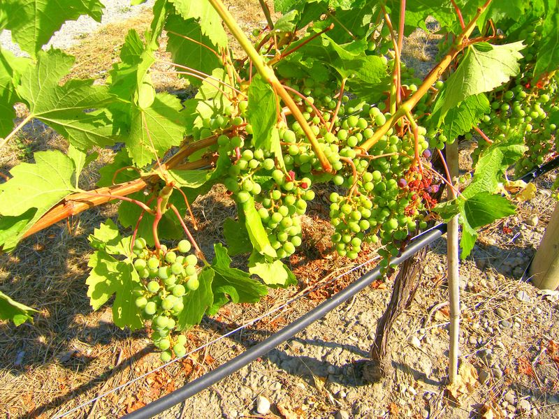 CedarCreek Estate Winery
