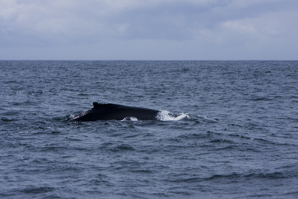 Humpback whale
