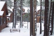 2001-11-30-tahoe-black-bear02.JPG