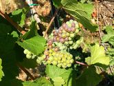 Filename=2006-08-13-arrowleaf-winery-0144.JPG
Filesize=1247KiB
Dimensions=3072x2304
Date added=Sep 22, 2006 2006-08-13-arrowleaf-winery-0144.JPG