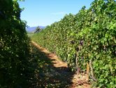 2006-08-25-poplar-grove-winery-0073.JPG