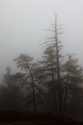 20091017_Fog_7090.jpg