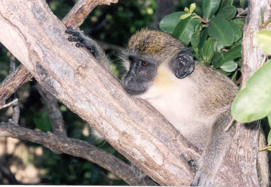 Monkey
