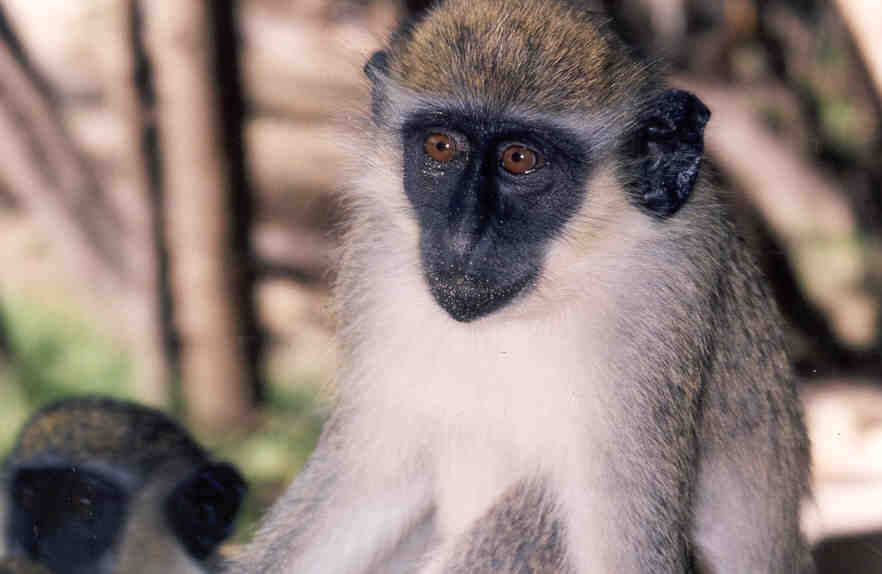 Monkey
