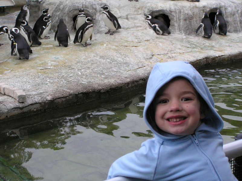 Penguins!
