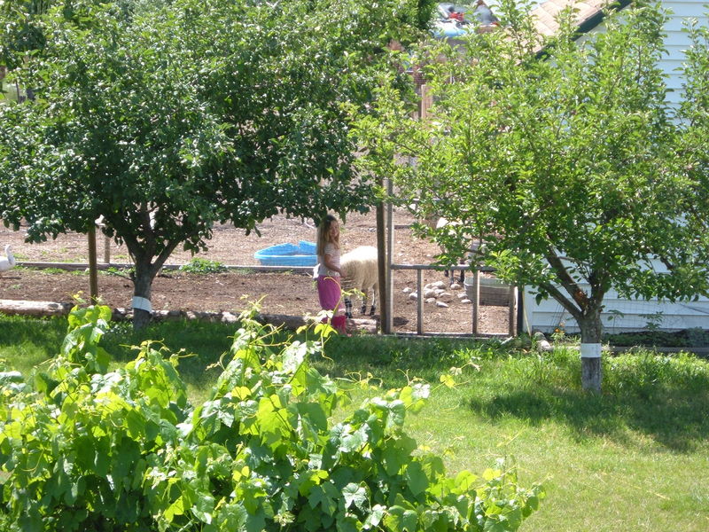 A sheep came to visit
