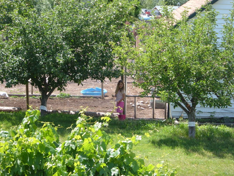Kaija visiting the chickens at Nana's
