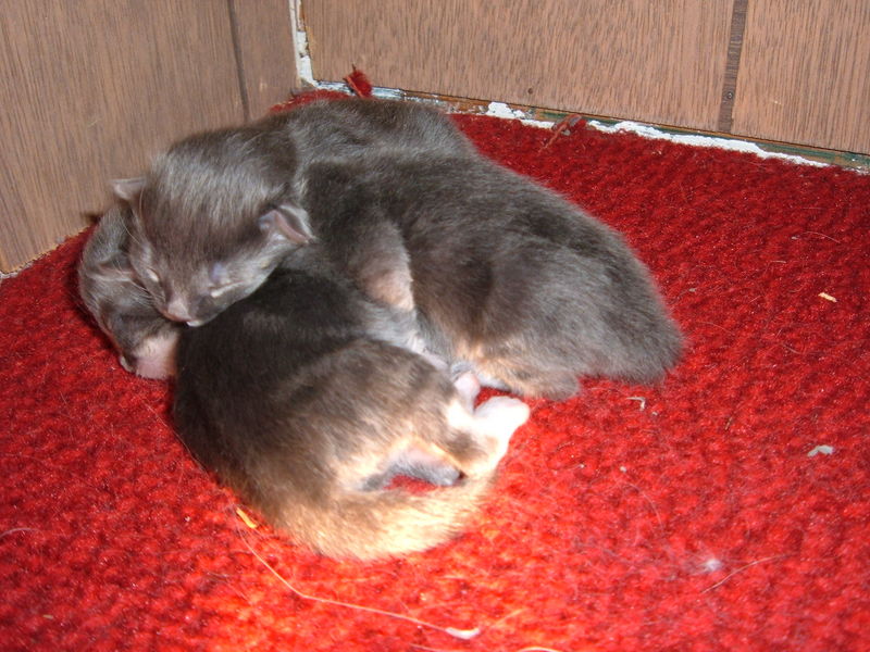 Becky's kittens
