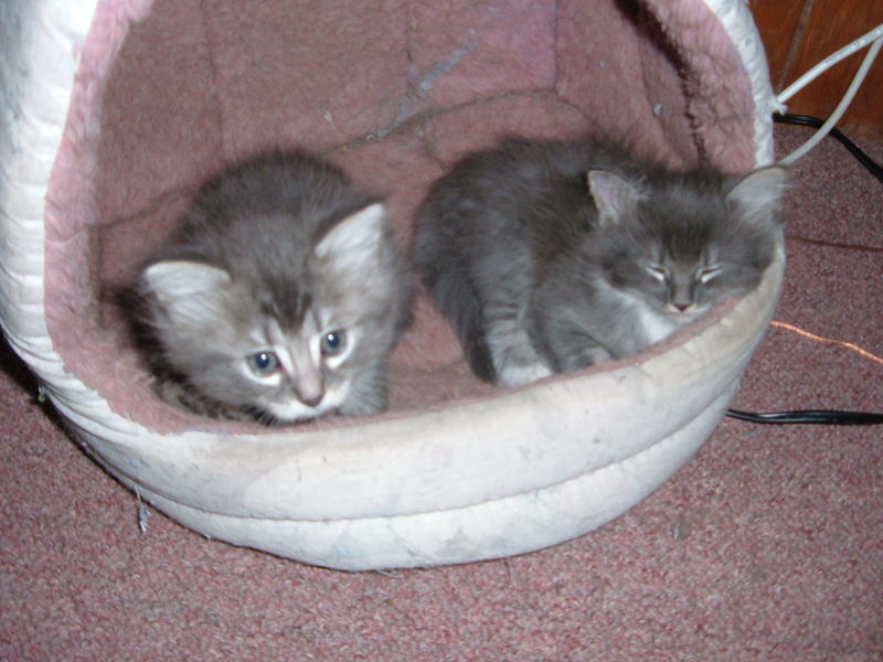 Becky's kittens
