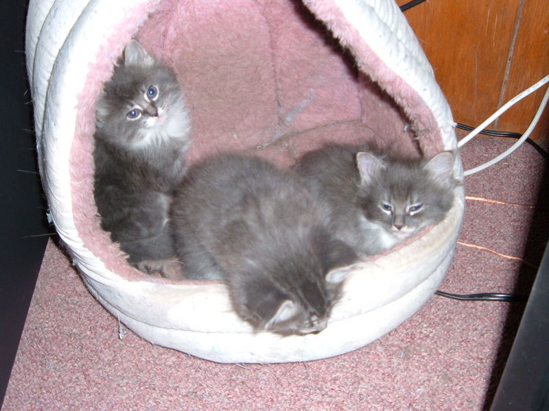 Becky's kittens
