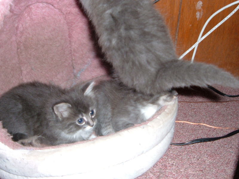 Becky's kittens
