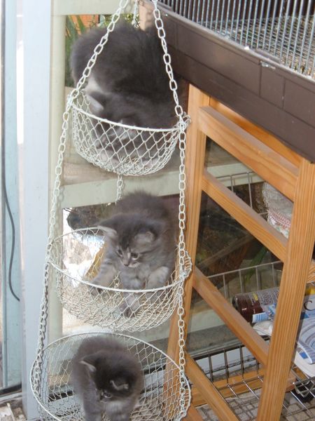 Becky's kittens
