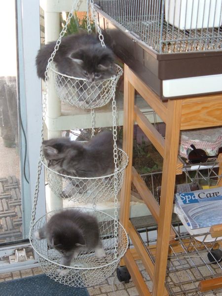 Becky's kittens
