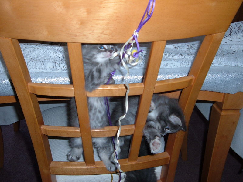 Becky's kittens
