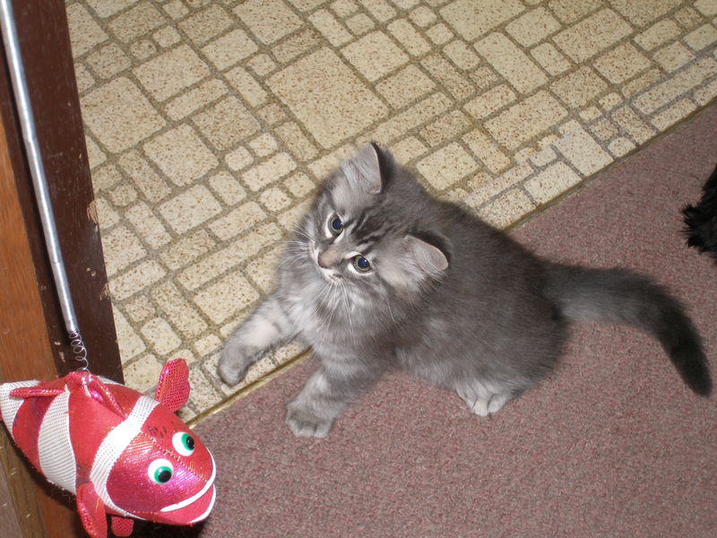 Kitty playing with the fishy
