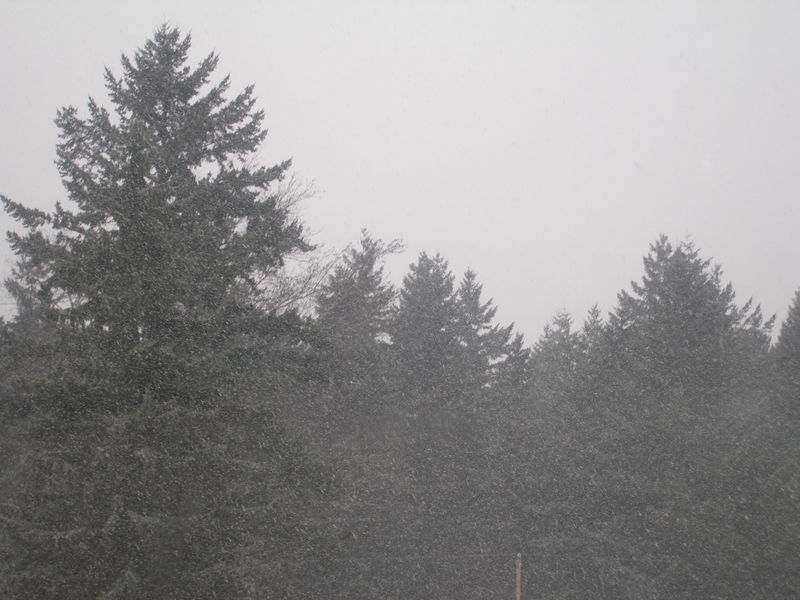 Winter wonderland
