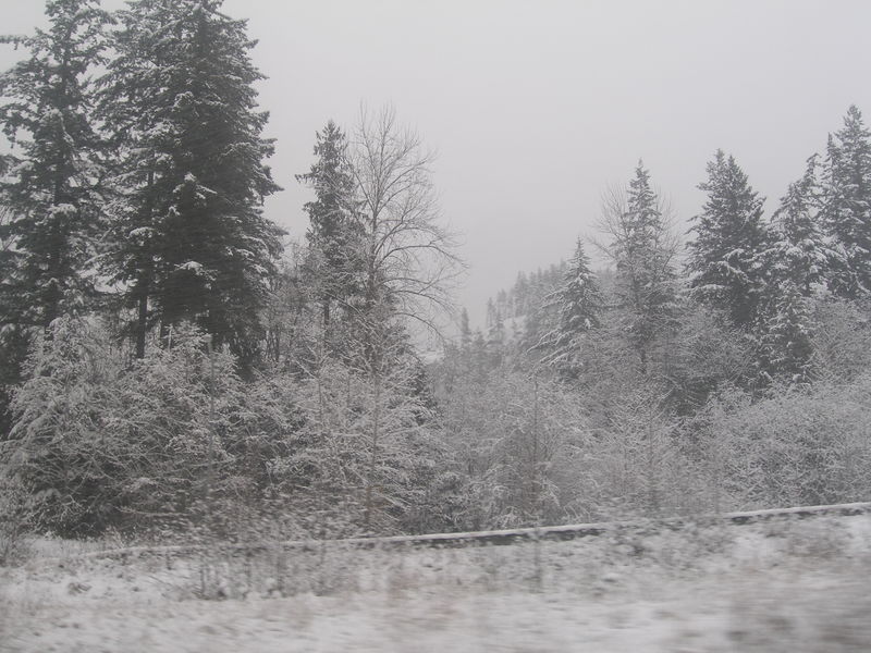 Winter wonderland
