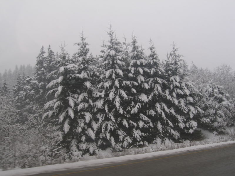 Winter wonderland
