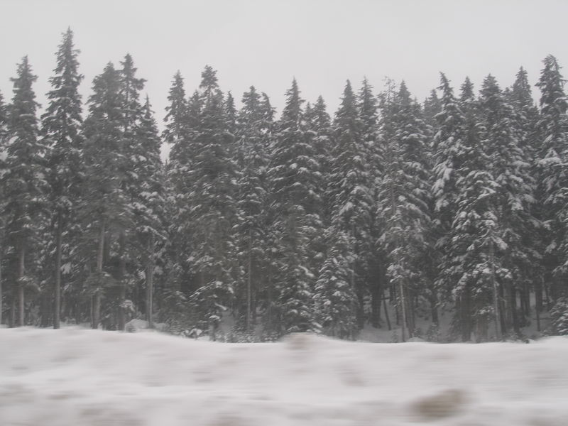 Winter wonderland

