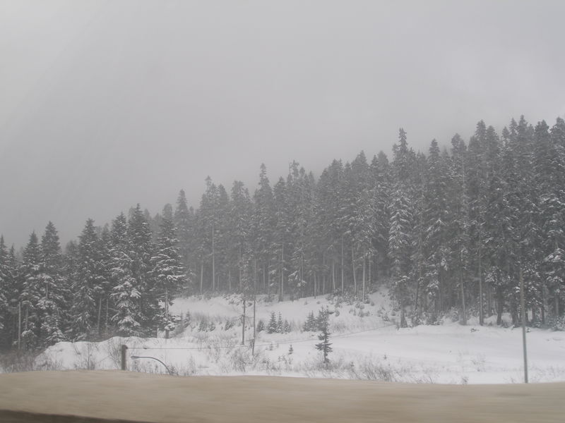 Winter wonderland

