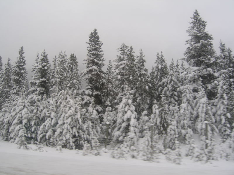 Winter wonderland
