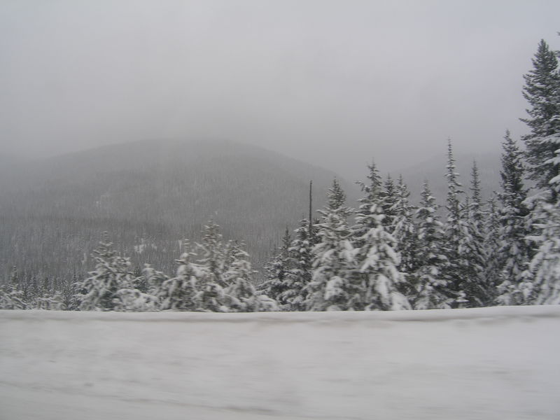 Winter wonderland
