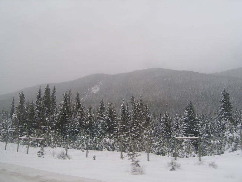 Winter wonderland
