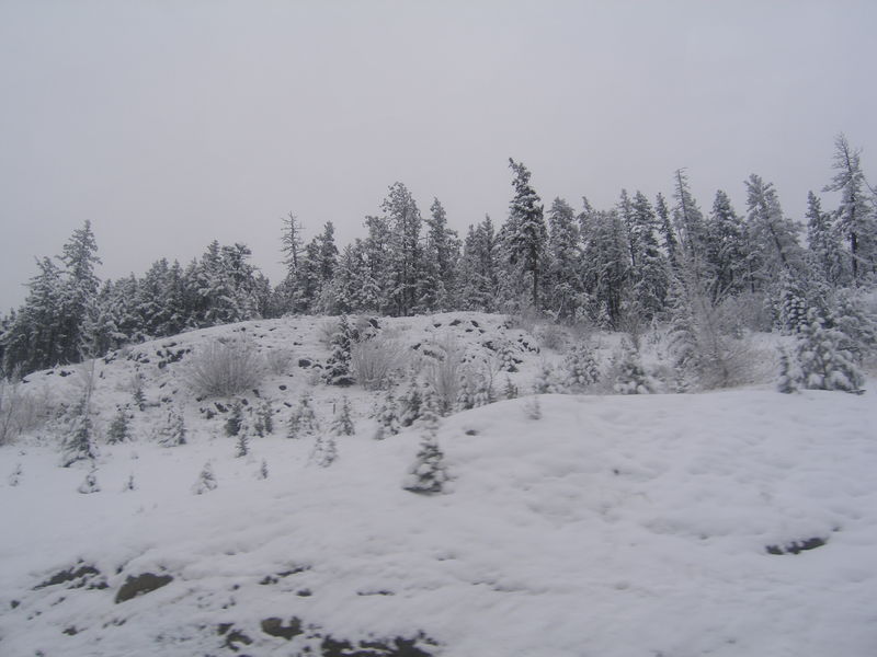 Winter wonderland
