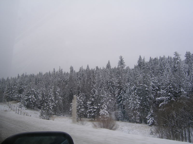 Winter wonderland
