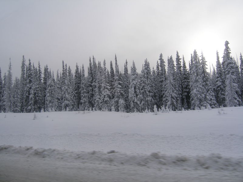 Winter wonderland
