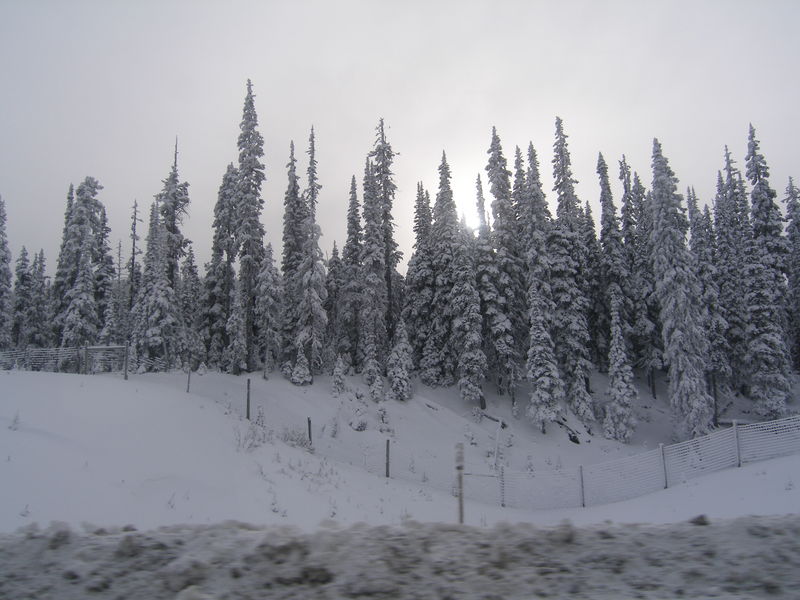 Winter wonderland
