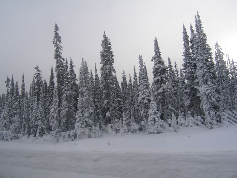 Winter wonderland
