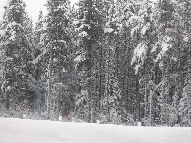 Winter wonderland
