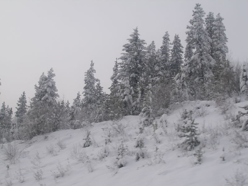 Winter wonderland
