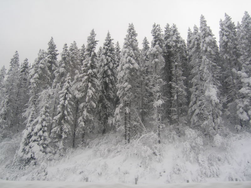 Winter wonderland
