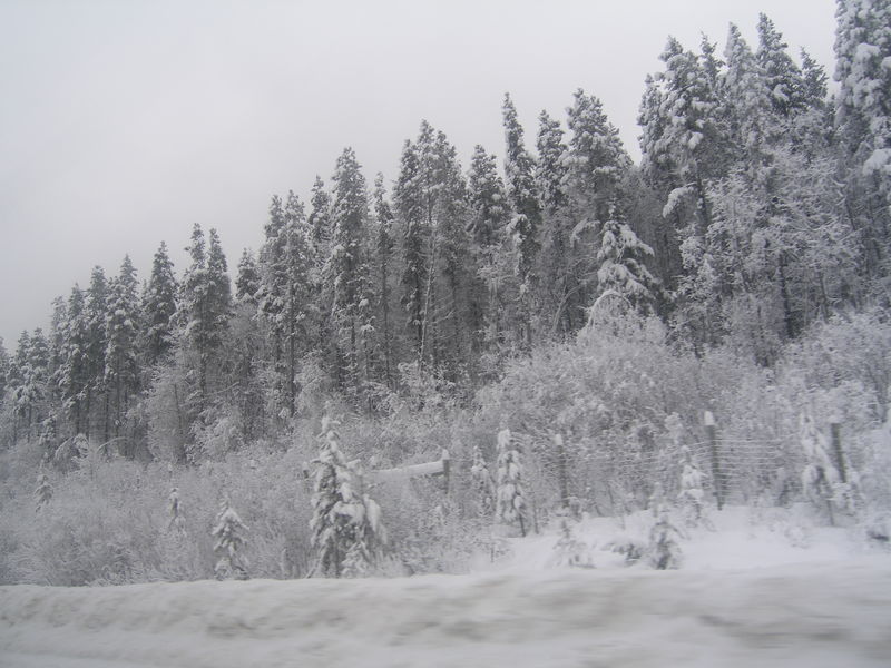 Winter wonderland
