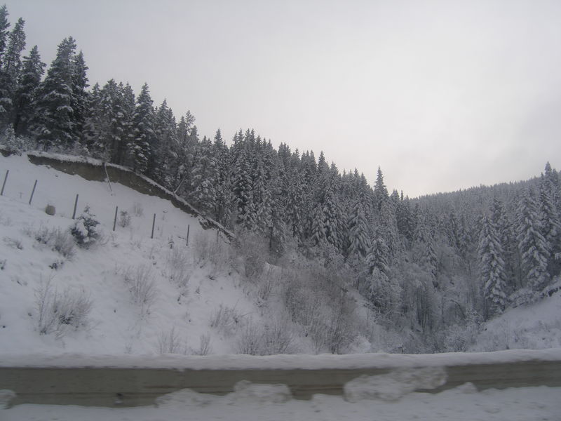 Winter wonderland
