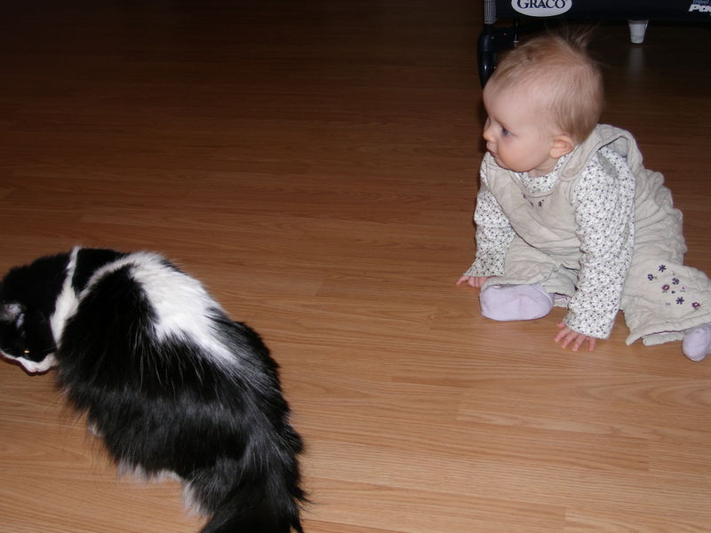 Kitties and treats
