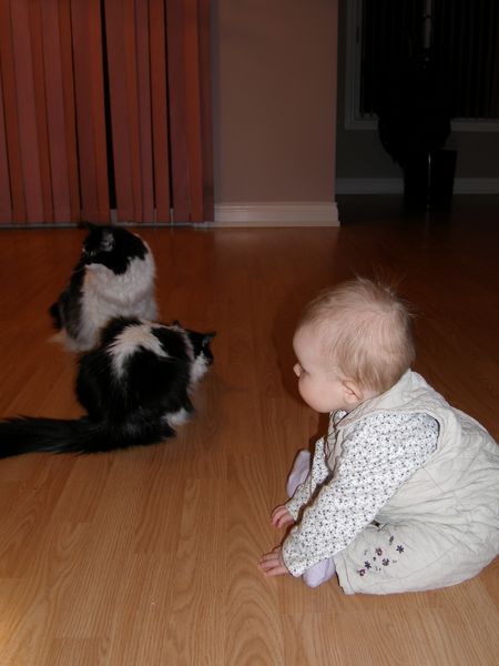 Which one of you is going to come close enough for me to rip your fur out?
