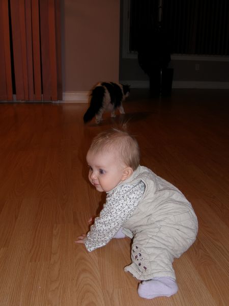 Here kitty kitty!
