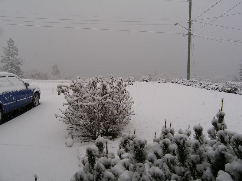 Snow, from our front yard
