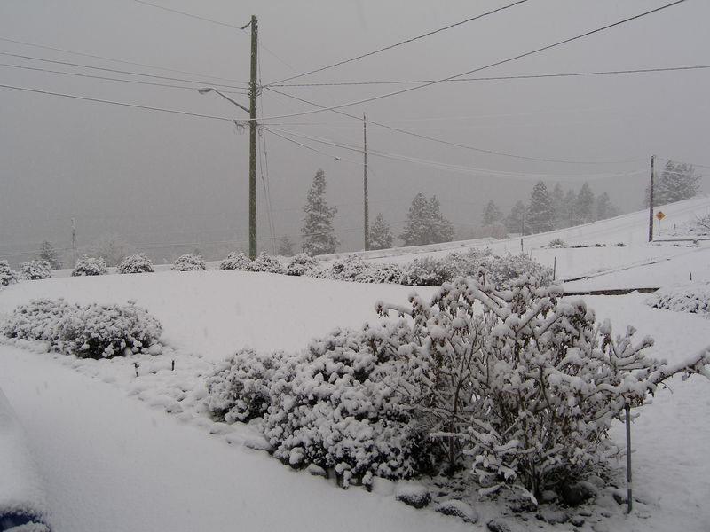 Snow, from our front yard
