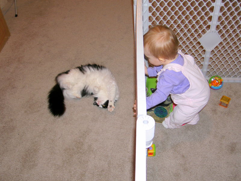 The kitty is taunting Maddi
