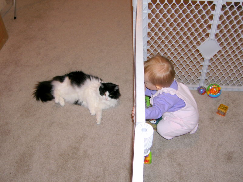 The kitty is safe, for the moment...
