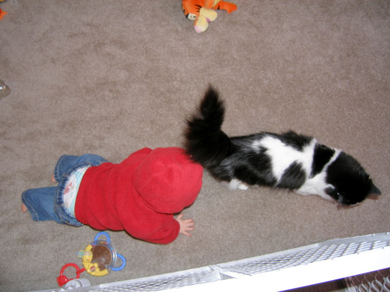 Almost got you kitty!
