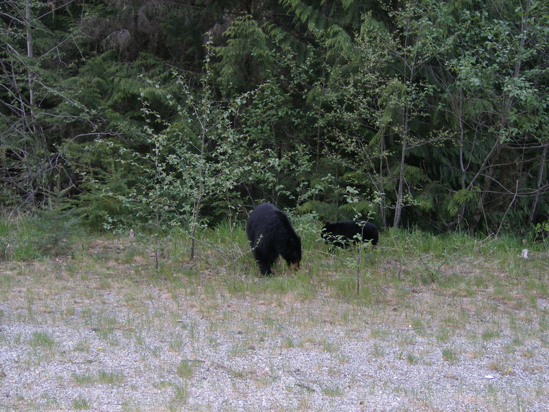 Just north of Pemberton we encountered bears!
