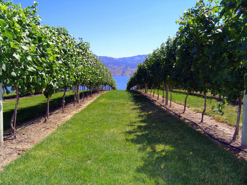 Keywords: Mission Hill Estate Winery
